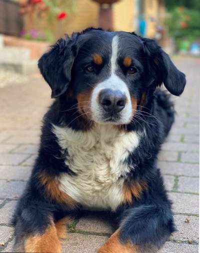 Berner Sennen-Beitrag-Bild