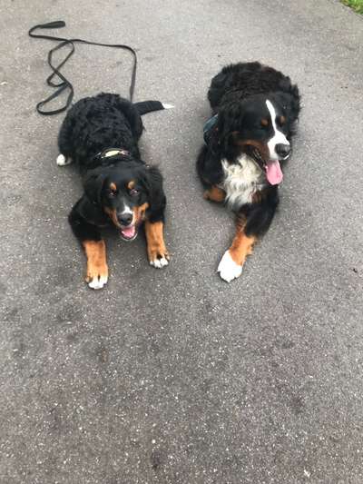 Dogorama Photo Challenge - Gegensätze-Beitrag-Bild