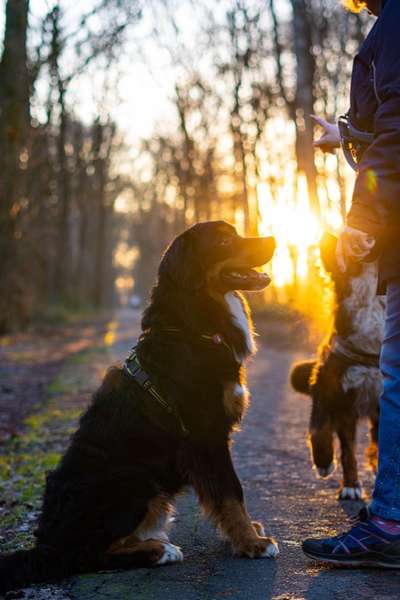 Berner Sennen-Beitrag-Bild