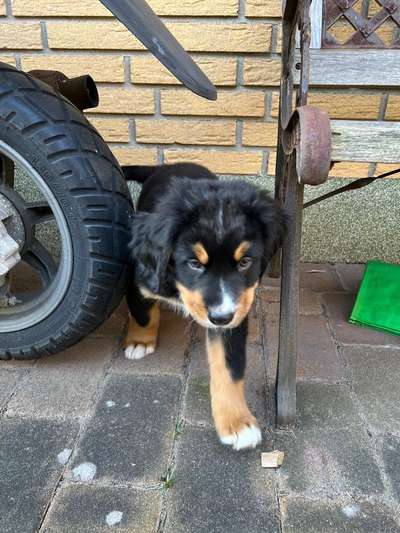 Berner Sennen-Beitrag-Bild