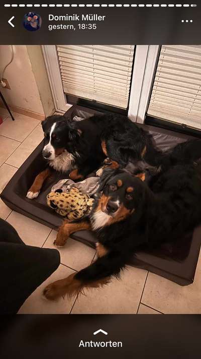 Berner Sennen-Beitrag-Bild