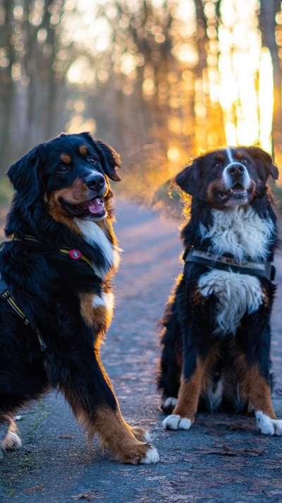 Berner Sennen-Beitrag-Bild