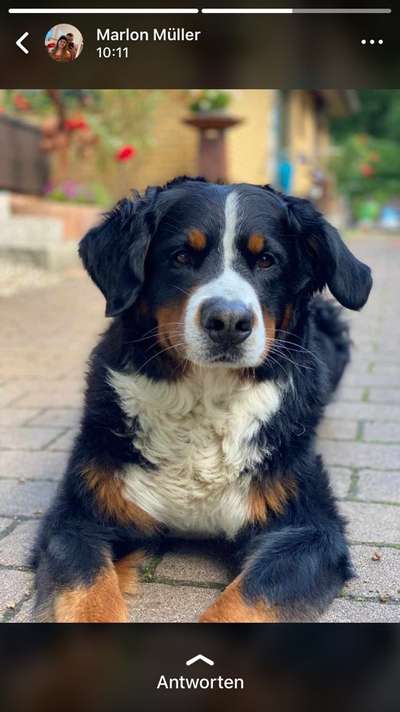 Berner Sennen-Beitrag-Bild