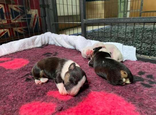 Welpen Bilder !-Beitrag-Bild