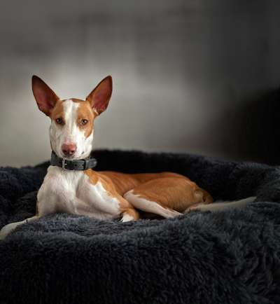 Podencomischling oder Podenco-Beitrag-Bild