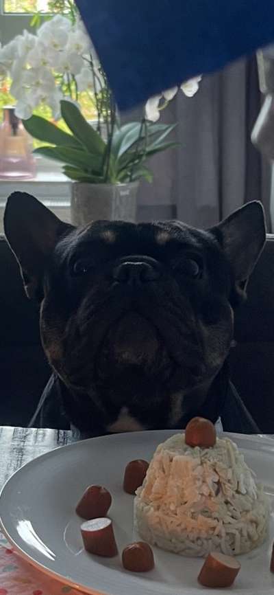 Hundetreffen-Treffen Kiel Wellsee-Bild