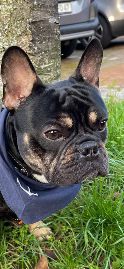 Französische Bulldoggen-Beitrag-Bild