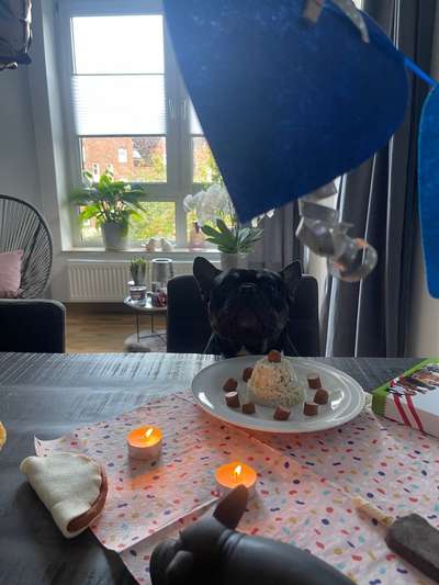 Französische Bulldoggen-Beitrag-Bild