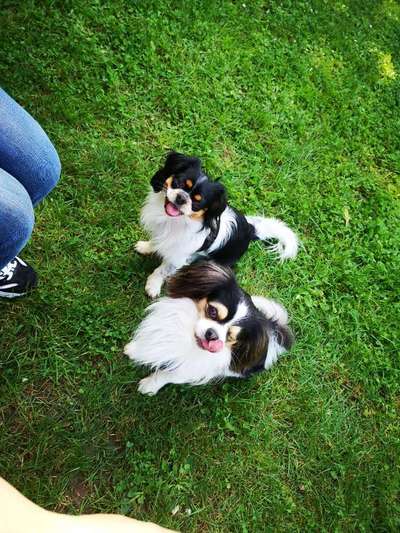 Fotochallenge Nr. 59 - Mein Hund zeigt die Zunge-Beitrag-Bild