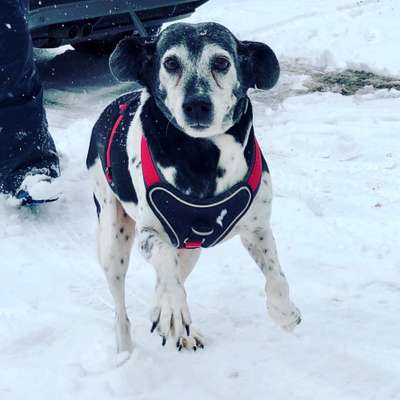Unsere Fellnasen im Regenbogenland-Beitrag-Bild