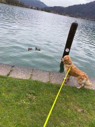 Wo sind die Golden Retriever Liebhaber?-Beitrag-Bild