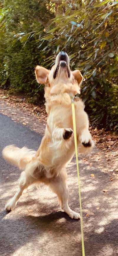 Wo sind die Golden Retriever Liebhaber?-Beitrag-Bild