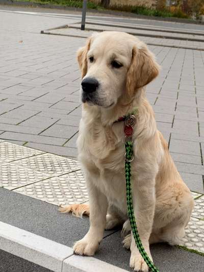 Wo sind die Golden Retriever Liebhaber?-Beitrag-Bild