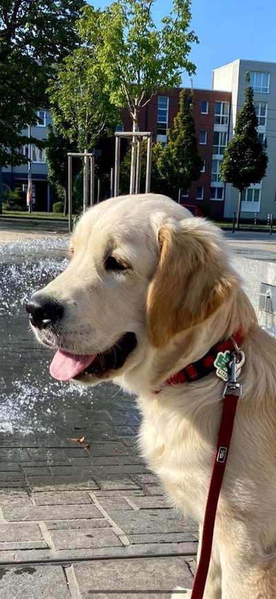 Wo sind die Golden Retriever Liebhaber?-Beitrag-Bild