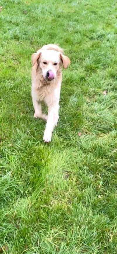 Wo sind die Golden Retriever Liebhaber?-Beitrag-Bild