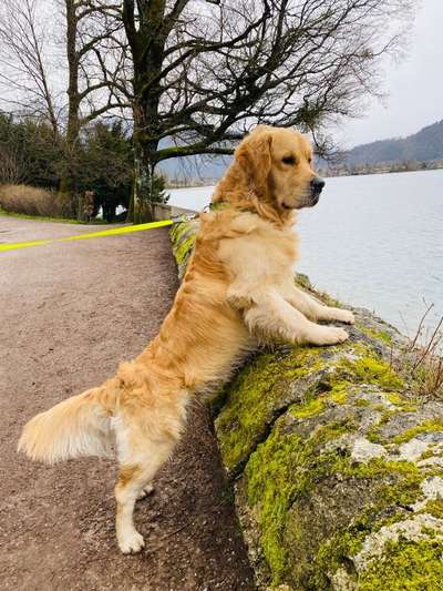 Wo sind die Golden Retriever Liebhaber?-Beitrag-Bild