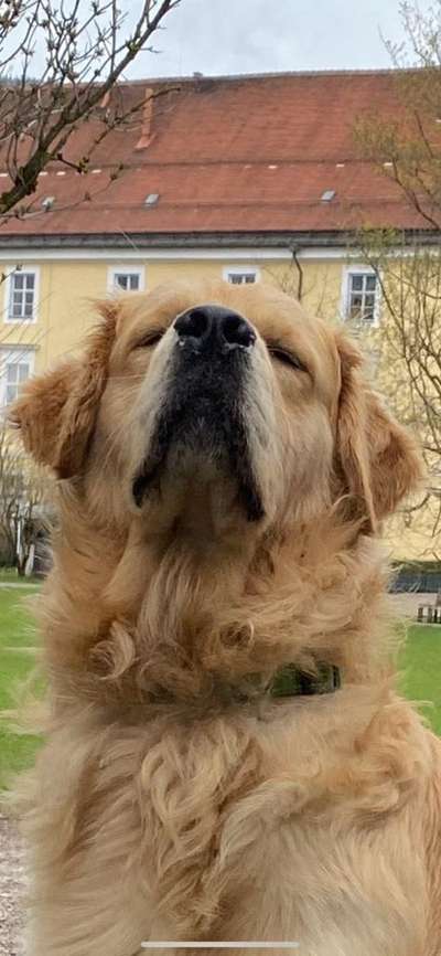 Wo sind die Golden Retriever Liebhaber?-Beitrag-Bild
