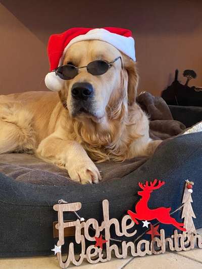 Wo sind die Golden Retriever Liebhaber?-Beitrag-Bild