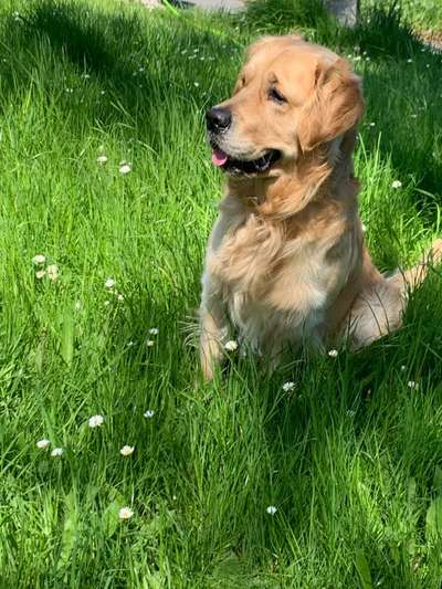 Wo sind die Golden Retriever Liebhaber?-Beitrag-Bild