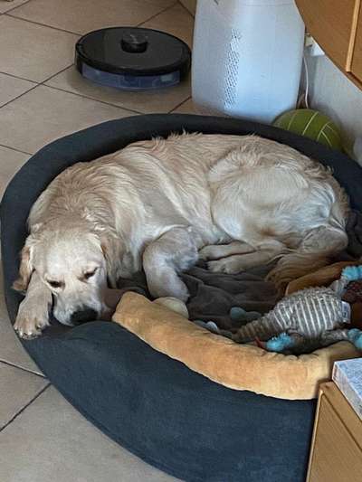 Wo sind die Golden Retriever Liebhaber?-Beitrag-Bild