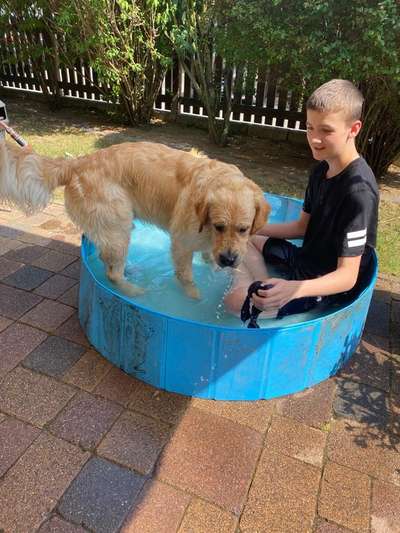 Wo sind die Golden Retriever Liebhaber?-Beitrag-Bild