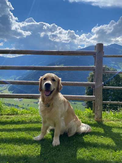 Wo sind die Golden Retriever Liebhaber?-Beitrag-Bild
