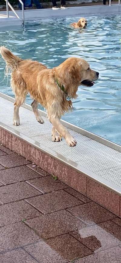 Wo sind die Golden Retriever Liebhaber?-Beitrag-Bild