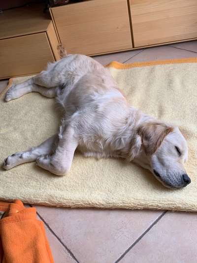 Wo sind die Golden Retriever Liebhaber?-Beitrag-Bild