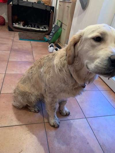 Wo sind die Golden Retriever Liebhaber?-Beitrag-Bild