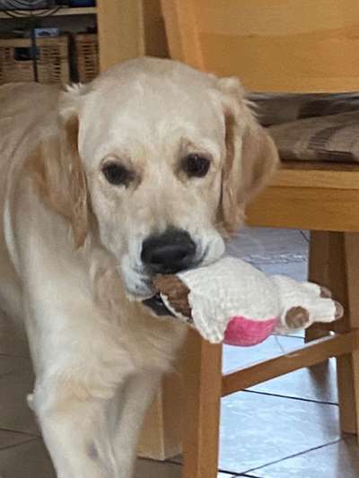 Wo sind die Golden Retriever Liebhaber?-Beitrag-Bild