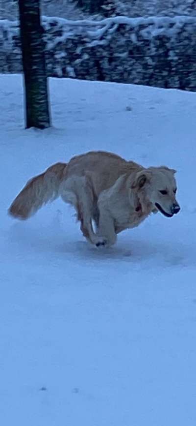 Wo sind die Golden Retriever Liebhaber?-Beitrag-Bild