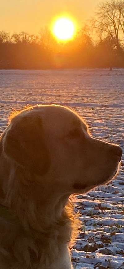 Wo sind die Golden Retriever Liebhaber?-Beitrag-Bild