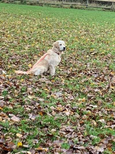 Wo sind die Golden Retriever Liebhaber?-Beitrag-Bild
