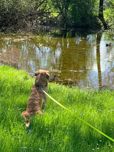 Wo sind die Golden Retriever Liebhaber?-Beitrag-Bild