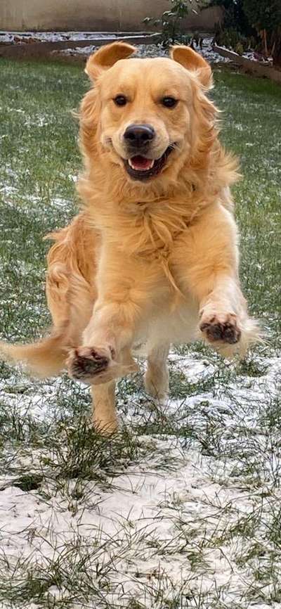 Wo sind die Golden Retriever Liebhaber?-Beitrag-Bild