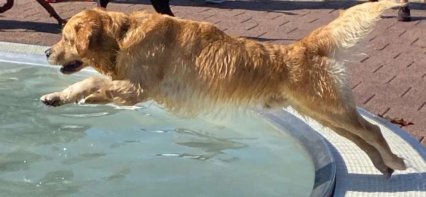 Wo sind die Golden Retriever Liebhaber?-Beitrag-Bild