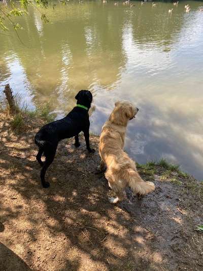 Wo sind die Golden Retriever Liebhaber?-Beitrag-Bild