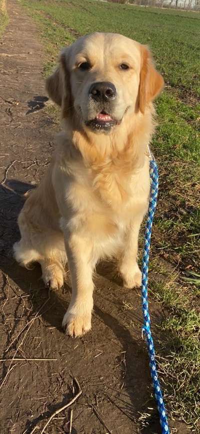 Wo sind die Golden Retriever Liebhaber?-Beitrag-Bild