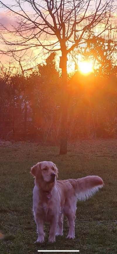 Wo sind die Golden Retriever Liebhaber?-Beitrag-Bild