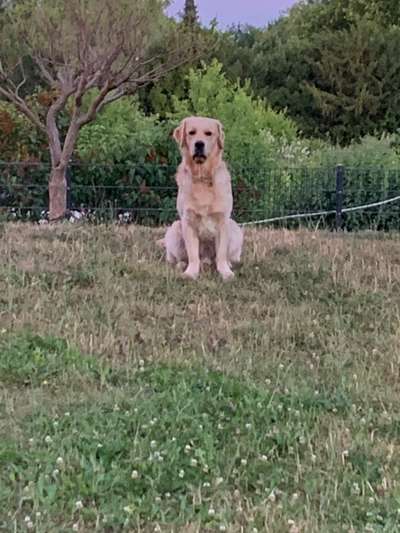 Wo sind die Golden Retriever Liebhaber?-Beitrag-Bild