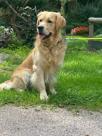 Wo sind die Golden Retriever Liebhaber?-Beitrag-Bild