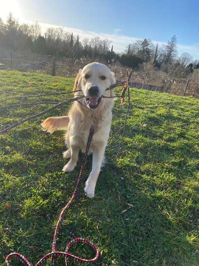 Wo sind die Golden Retriever Liebhaber?-Beitrag-Bild