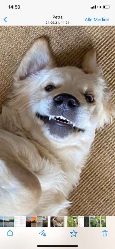 Wo sind die Golden Retriever Liebhaber?-Beitrag-Bild