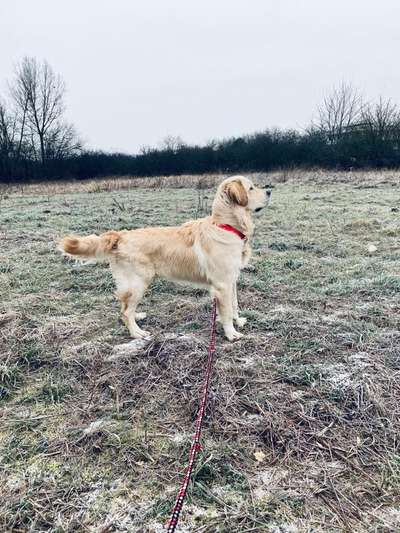 Wo sind die Golden Retriever Liebhaber?-Beitrag-Bild