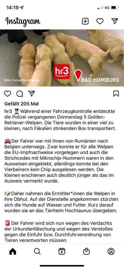 Wo sind die Golden Retriever Liebhaber?-Beitrag-Bild