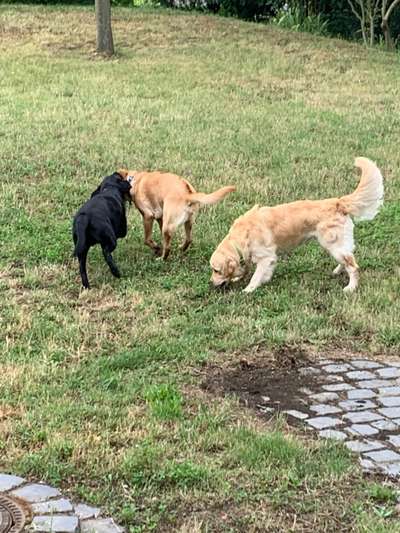 Wo sind die Golden Retriever Liebhaber?-Beitrag-Bild