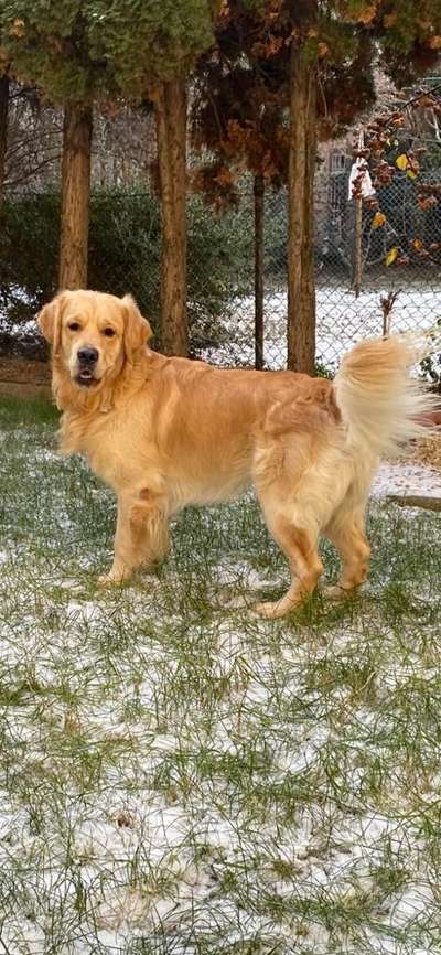 Wo sind die Golden Retriever Liebhaber?-Beitrag-Bild