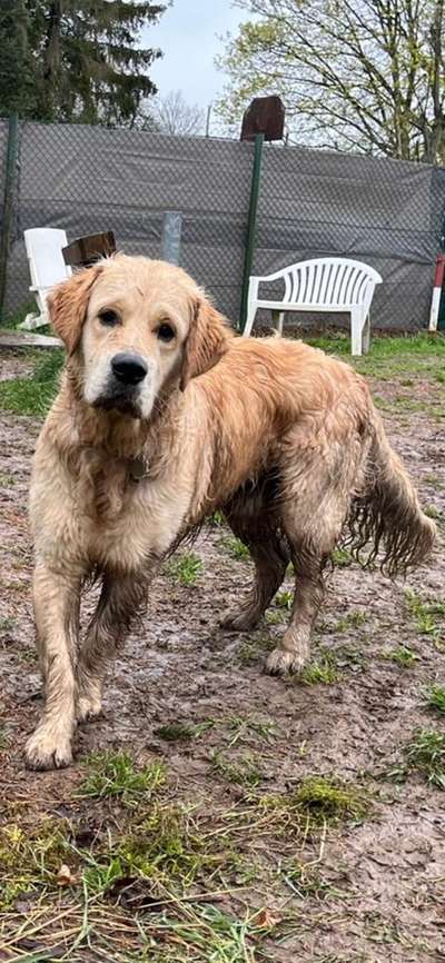 Wo sind die Golden Retriever Liebhaber?-Beitrag-Bild