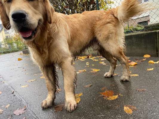 Wo sind die Golden Retriever Liebhaber?-Beitrag-Bild