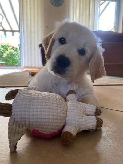 Wo sind die Golden Retriever Liebhaber?-Beitrag-Bild